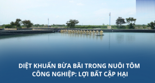 Diệt khuẩn bừa bãi trong nuôi tôm công nghiệp: Lợi bất cập hại